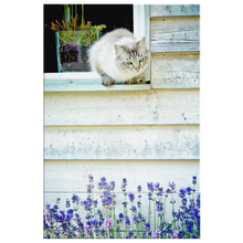 Load image into Gallery viewer, Cat and Lavender on Canvas
