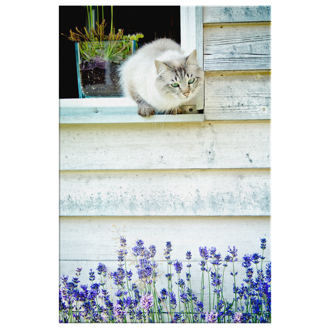Cat and Lavender on Canvas