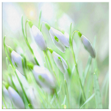 Load image into Gallery viewer, Delicate Snowdrop Flowers, Subtle Impressionistic Style on Canvas

