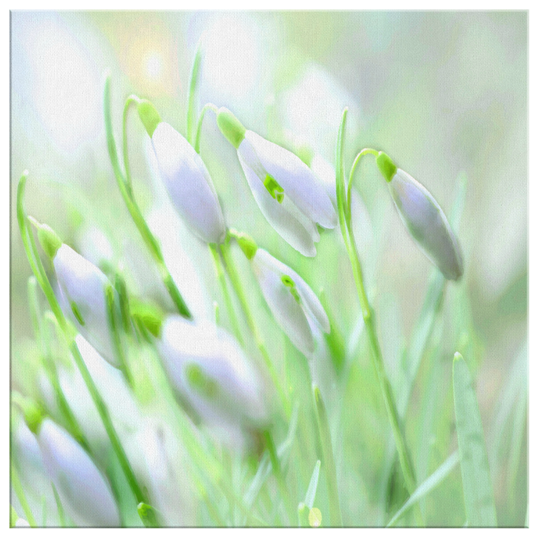 Delicate Snowdrop Flowers, Subtle Impressionistic Style on Canvas