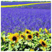 Load image into Gallery viewer, French Lavender and Sunflower Field Canvas Painting Square
